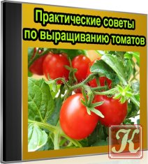 Практические советы по выращиванию томатов