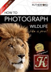 How to Photograph Wildlife Like a Pro