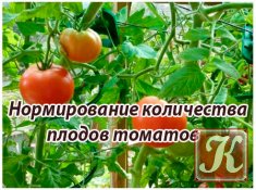 Нормирование количества плодов томатов