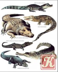 Longman&039;s Illustrated Animal Encyclopedia - Млекопитающиеся
