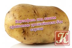 Картофель под сеном сравнение урожайности пяти сортов
